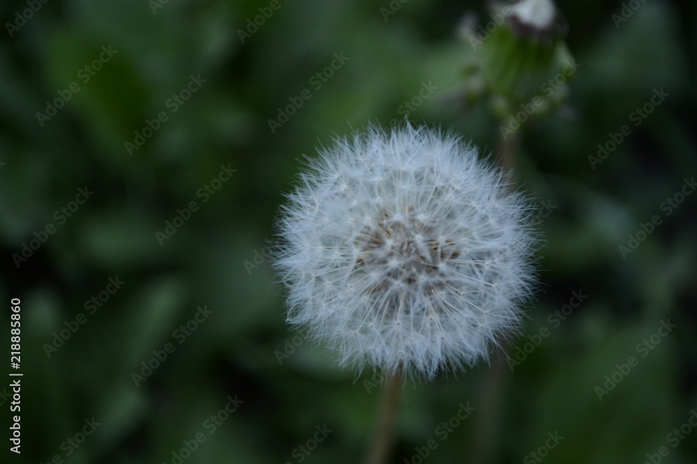 Obraz premium diente de leon