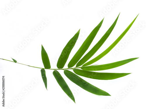 bamboo leaf isolated on white background. include clipping path