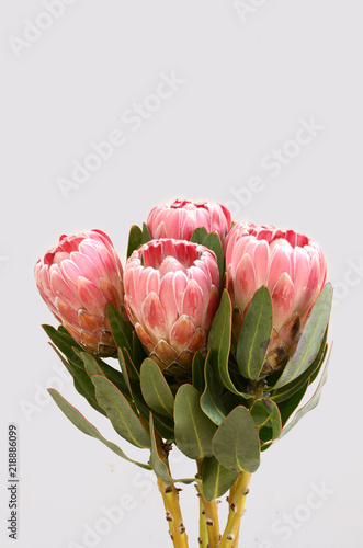 Protea sylvia plant for background