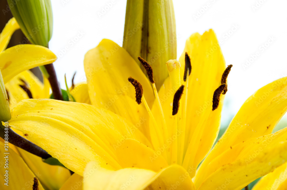 a beautiful yellow lily, a flower lies on a table, in the summer a flower called lily a beautiful yellow lily, a flower lies on a table, in the summer a flower called lily