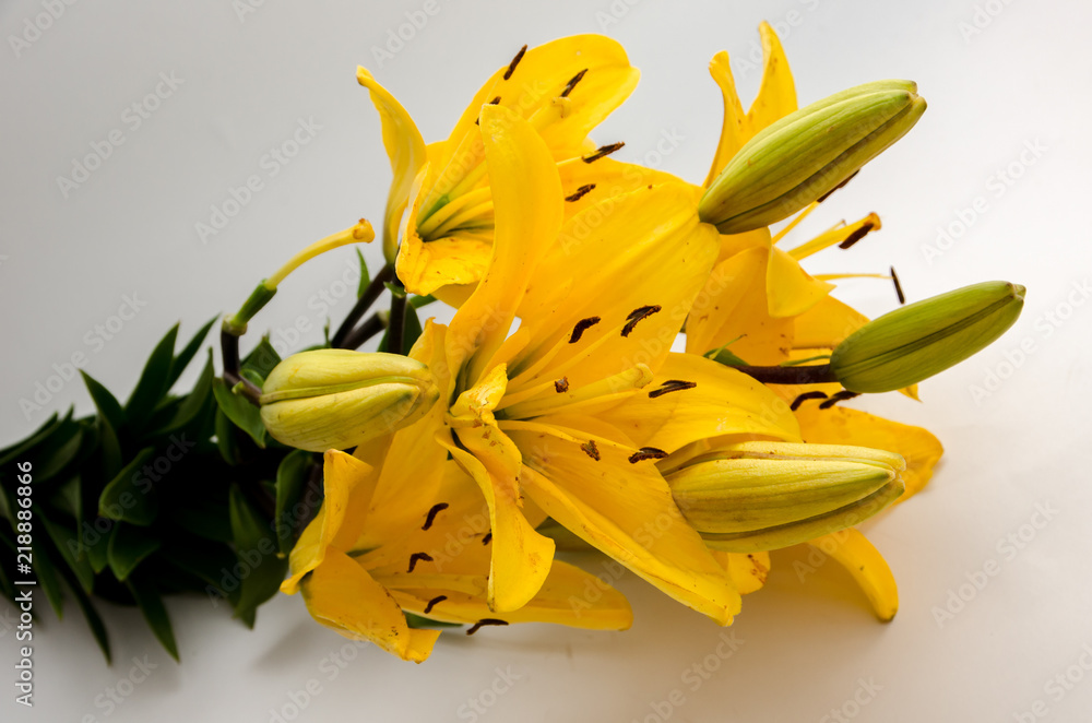 a beautiful yellow lily, a flower lies on a table, in the summer a flower called lily a beautiful yellow lily, a flower lies on a table, in the summer a flower called lily