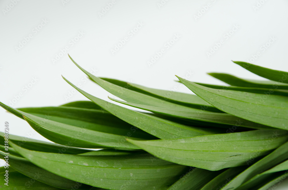 Obraz premium leaves from a lily, a beautiful yellow lily, a flower lies on a table, in the summer a flower called lily