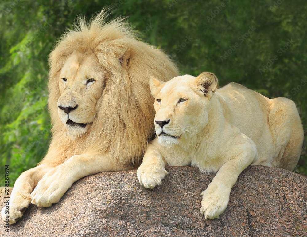 Obraz premium Lions Family Portrait