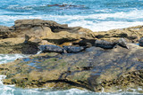 Harbor Seals basking on the rocks
