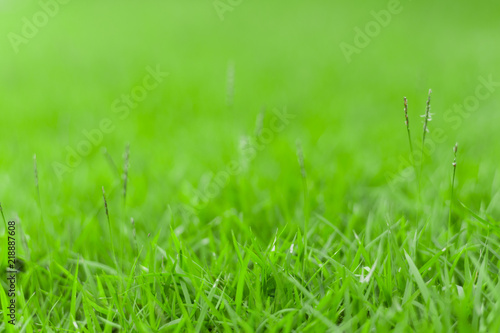 Close up green grass.
