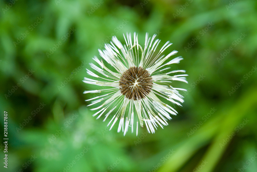 field of white dandelions, dandelion with seeds field of white dandelions, dandelion with seeds