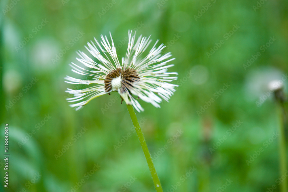 field of white dandelions, dandelion with seeds field of white dandelions, dandelion with seeds