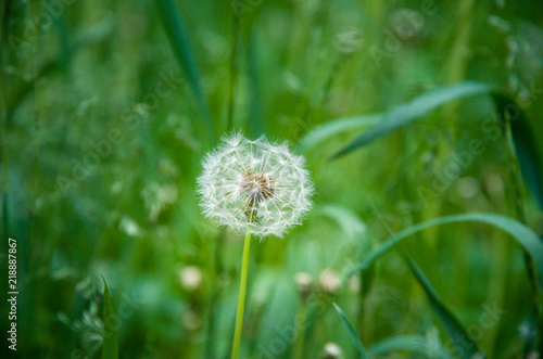 Fototapeta Naklejka Na Ścianę i Meble -  field of white dandelions, dandelion with seeds