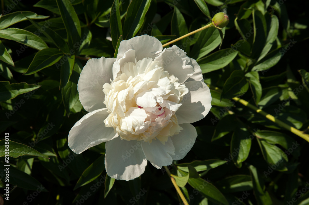 peonies blossomed in the summer, peonies lit by the sun.beautiful peonies on the lawn peonies blossomed in the summer, peonies lit by the sun.beautiful peonies on the lawn
