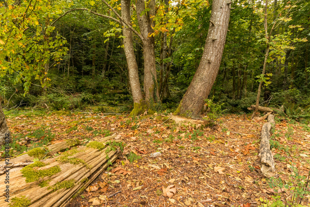 tree trunk laying on the ground pointing at trees in the forest on a cloudy day tree trunk laying on the ground pointing at trees in the forest on a cloudy day