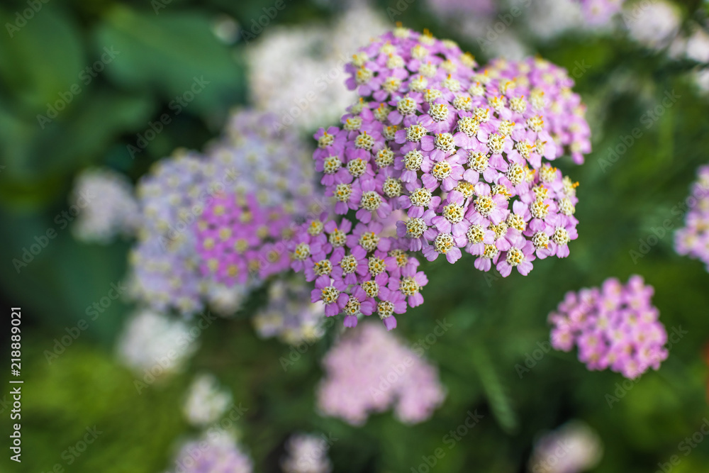 Achillea millefolium. Close-up, focus with shallow depth of field. Autumn flowers. Achillea millefolium. Close-up, focus with shallow depth of field. Autumn flowers.