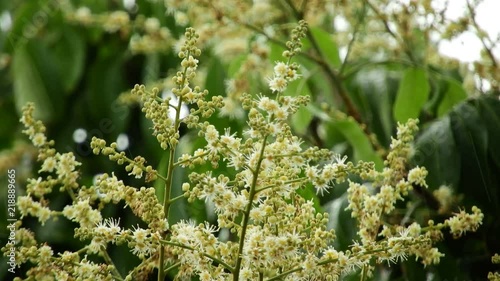 Longan Flower -Tropical fruits longan in Lamphun, Thailand