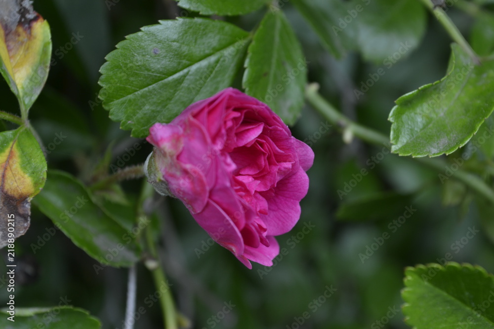 flor rosada