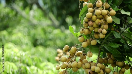 Longan orchards -Tropical fruits longan in Lamphun, Thailand