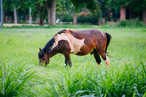 A white brown horse eating the green grass