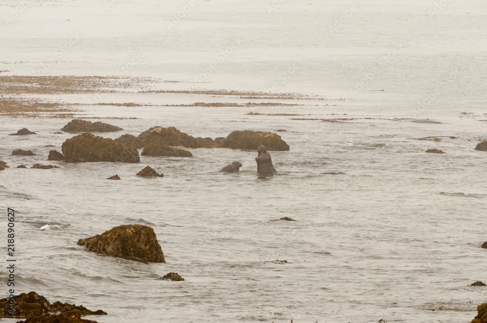 Fototapeta premium Elephant Seals on the beach in California