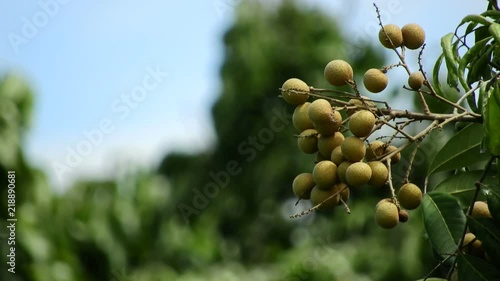 Longan orchards -Tropical fruits longan in Lamphun, Thailand