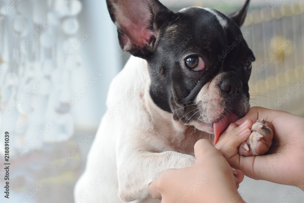 french bulldog puppy dog licking a girl kid hands french bulldog puppy dog licking a girl kid hands