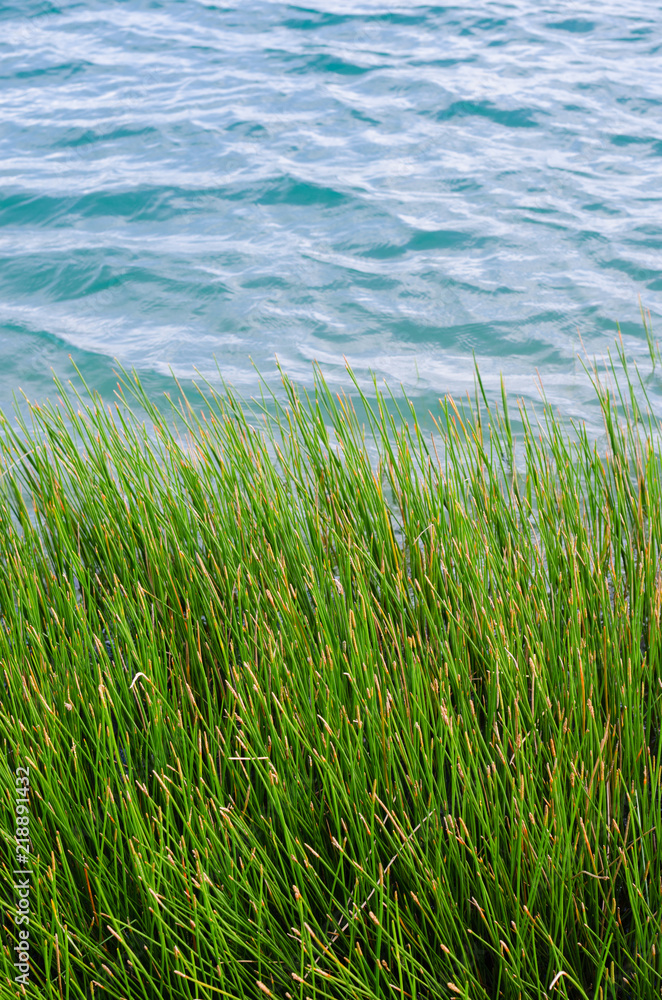 Grass Beside A Natural Pond In Outdoor of Summer.