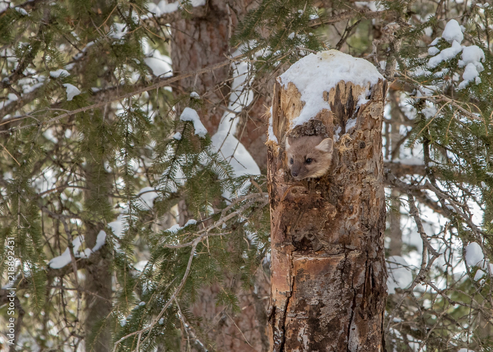 pine marten in tree trunk den in winter pine marten in tree trunk den in winter