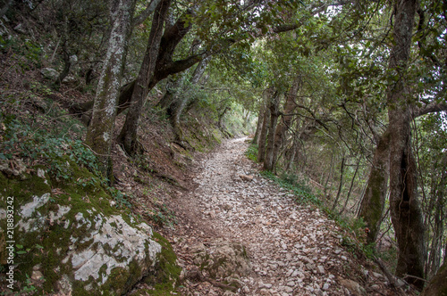 Forest path