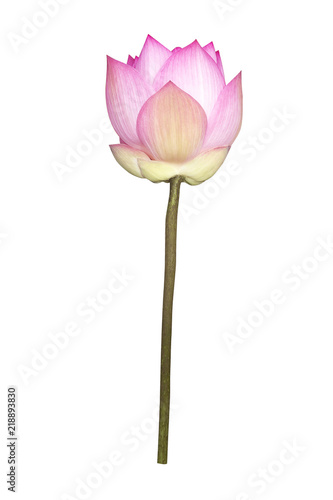 Lotus flower isolated on white.