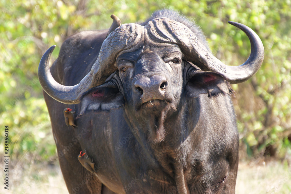 Naklejka premium SONY DSC