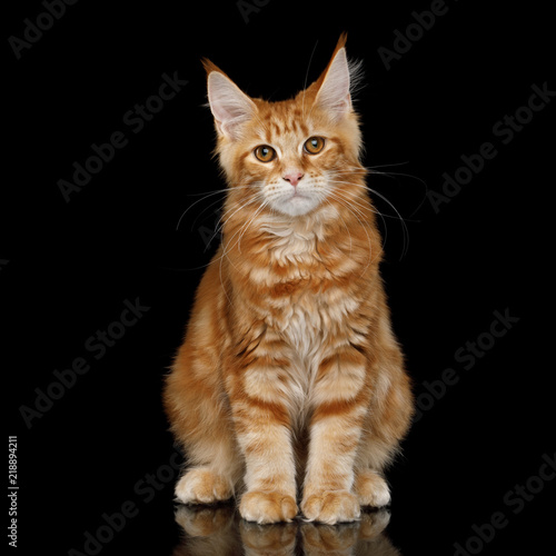 Young Ginger Maine Coon Cat Sitting and Looking in Camera Isolated on Black Background, Front view