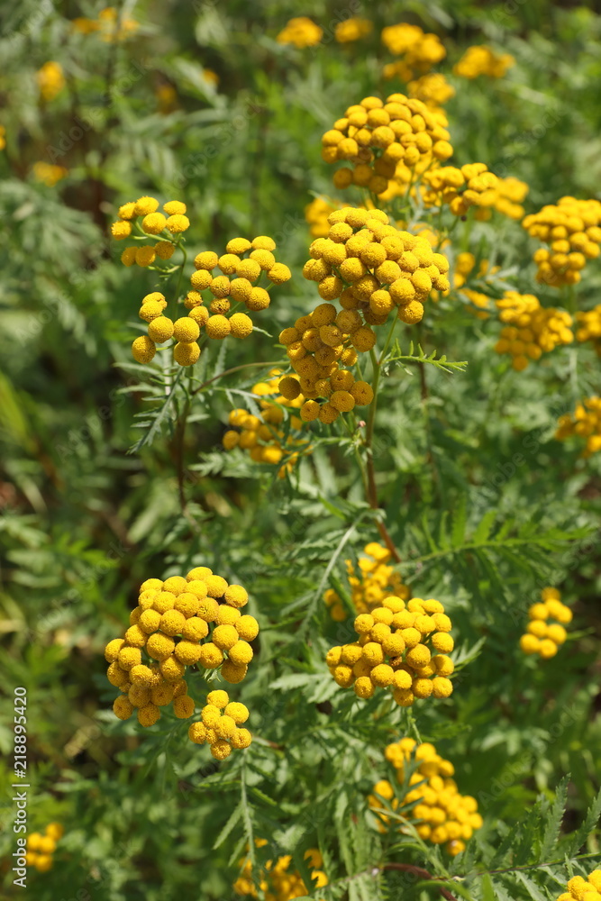 Tanacetum. Yellow flowers of tansy closeup on meadow