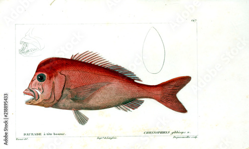 Fotografie, Tablou Illustration of fish