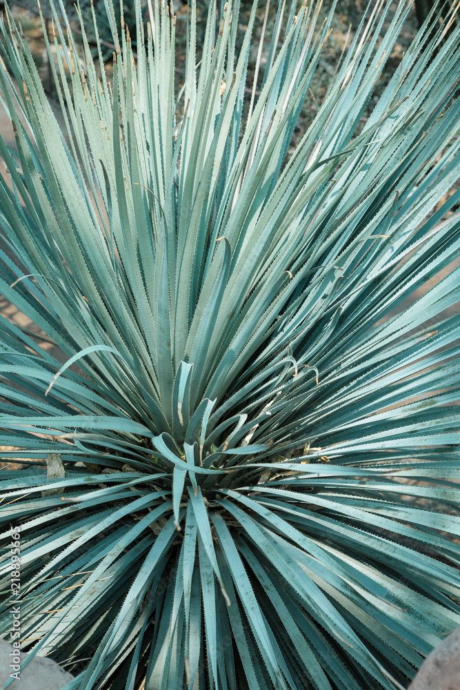 Obraz premium Desert Spoon 5