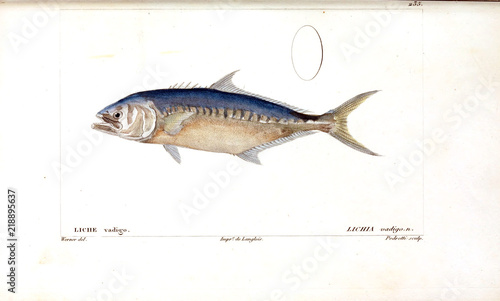Fototapeta Naklejka Na Ścianę i Meble -  Illustration of fish