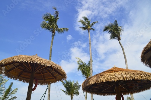 the coconut trees against blue sky