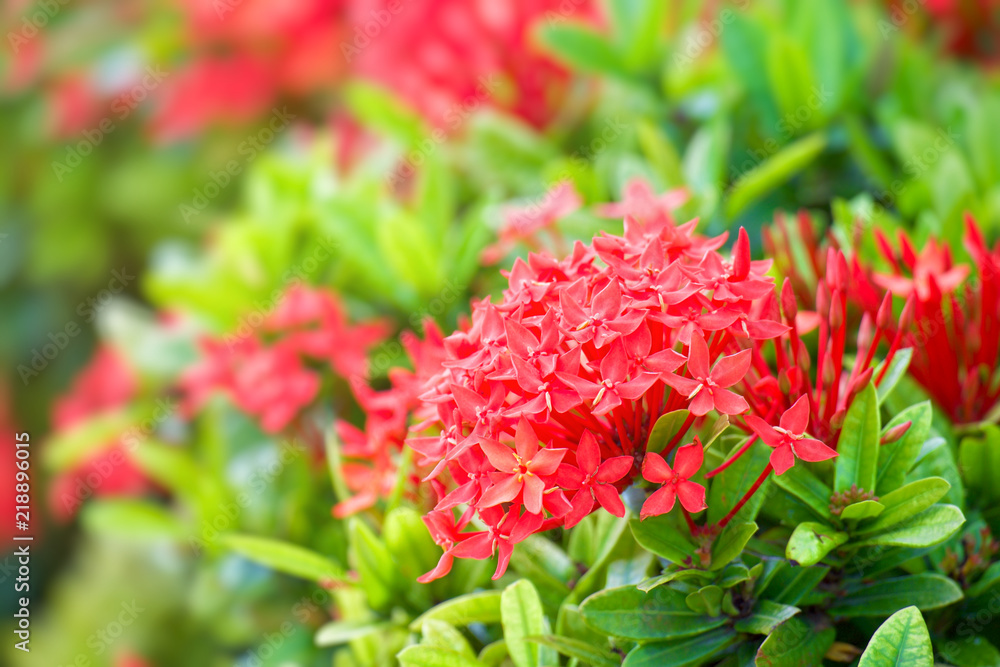 Beautiful ixora (Ixora chinensis) in garden, Red flowers. Beautiful ixora (Ixora chinensis) in garden, Red flowers.