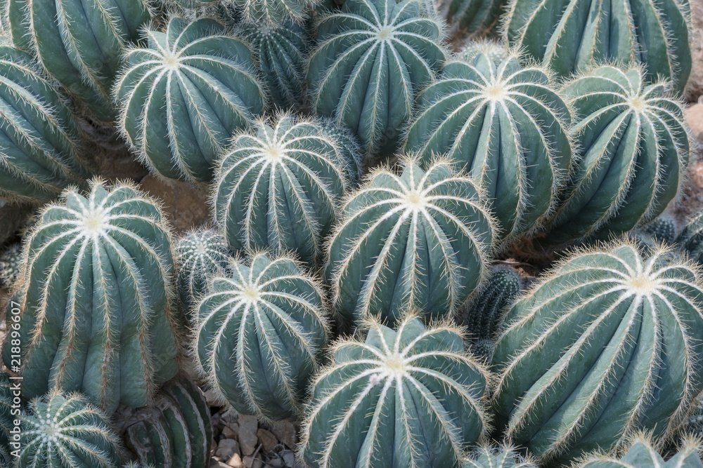Obraz premium Cactus 15