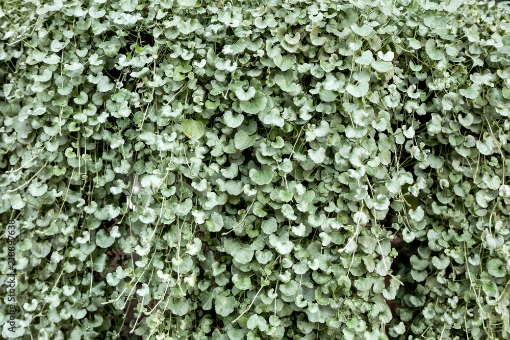 Backdrop Greenery 3 Backdrop Greenery 3