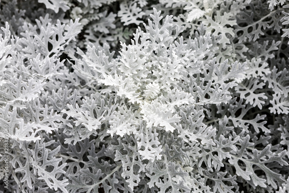 Dusty Miller 3 Dusty Miller 3