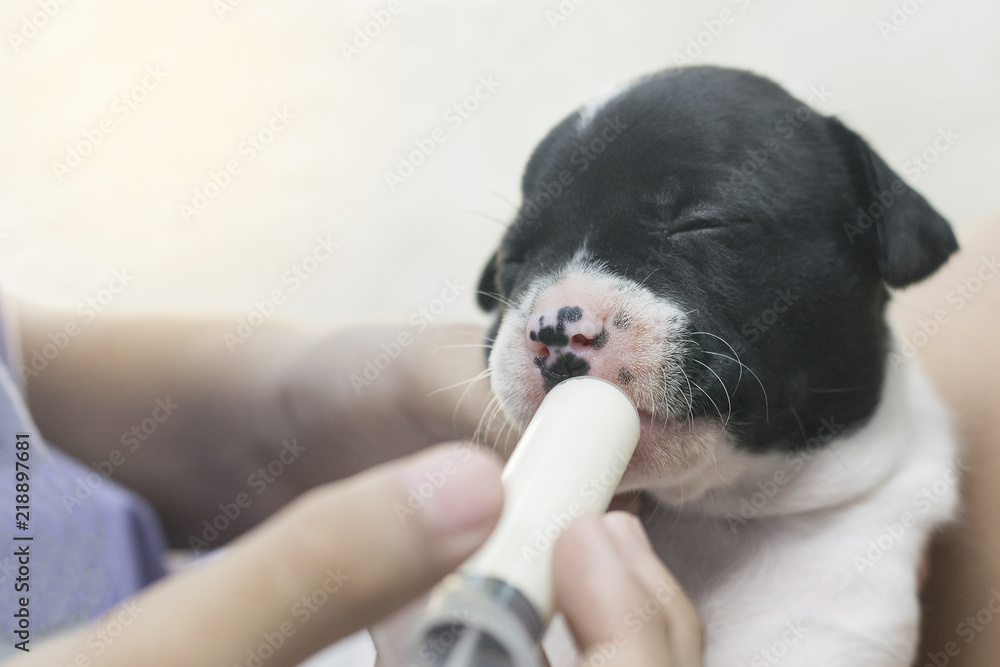 Fotka „new born baby french bulldog puppy dog cub sucking milk from syringe  bottle pet and animal new born health care concept“ ze služby Stock | Adobe  Stock