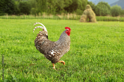 Gray rooster walking on sun lit meadow