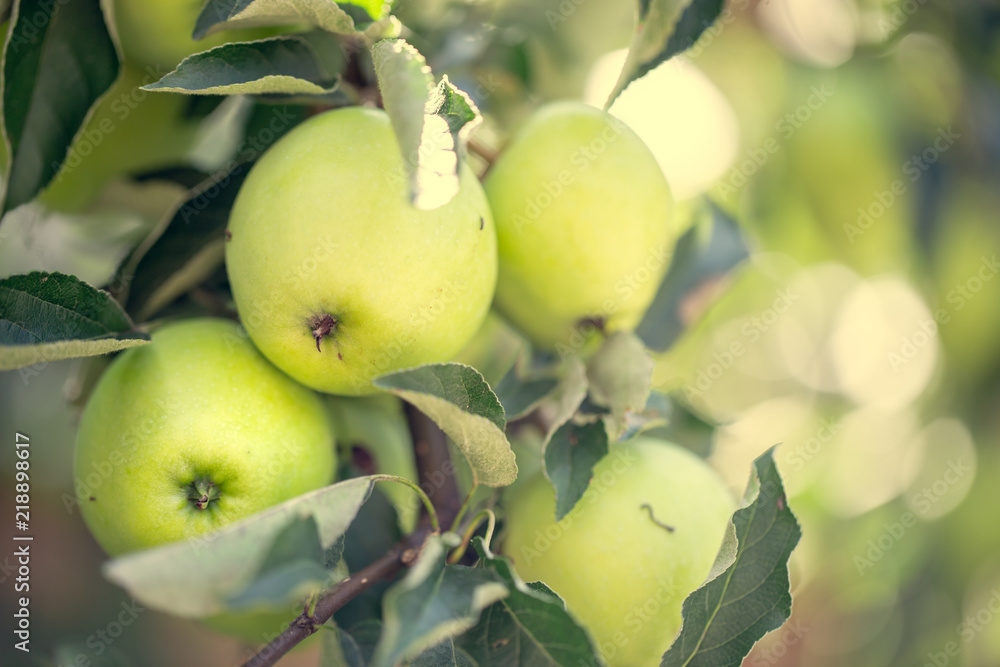 Green apples on a tree with shallow depth of focus.