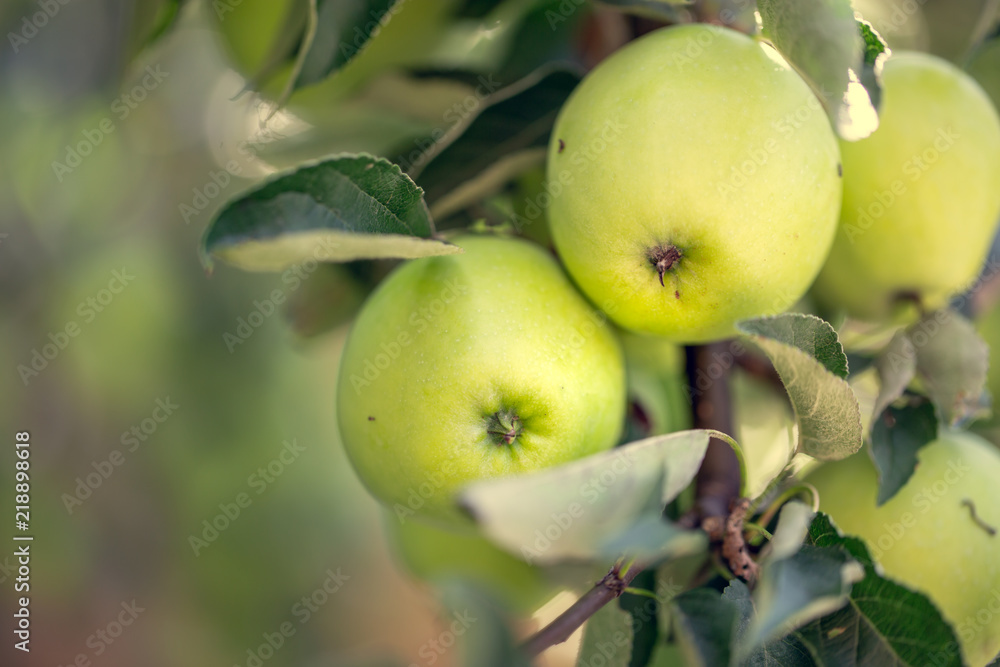 Green apples on a tree with shallow depth of focus. Green apples on a tree with shallow depth of focus.