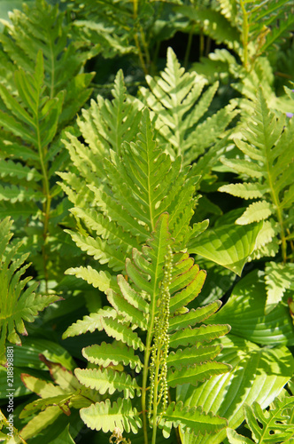Onoclea sensibilis or sensitive fern green plant vertical