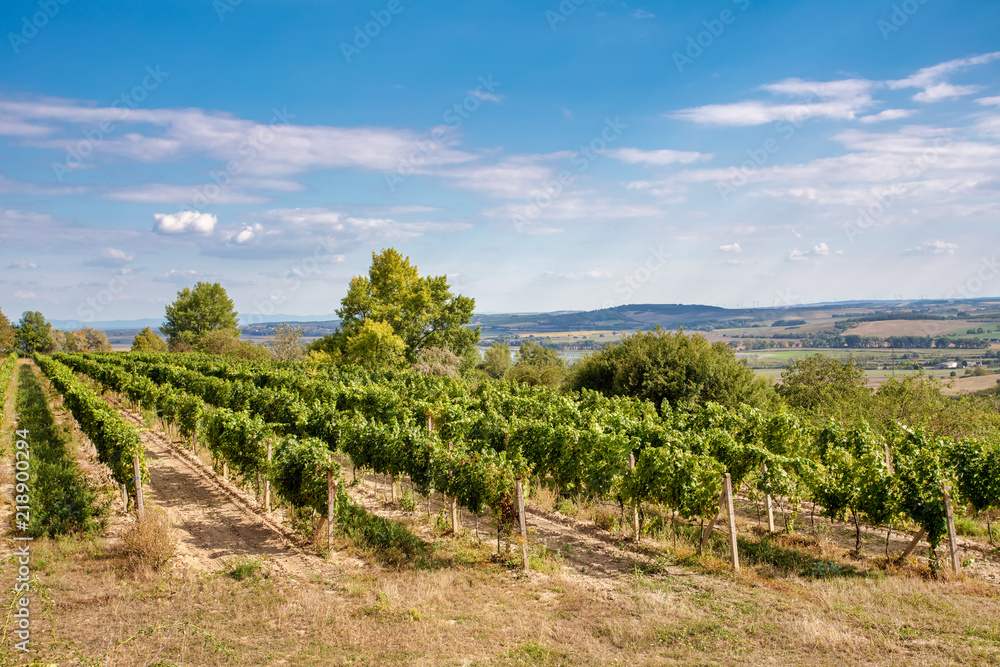 Palava Vineyards. South Moravia Czech Republic