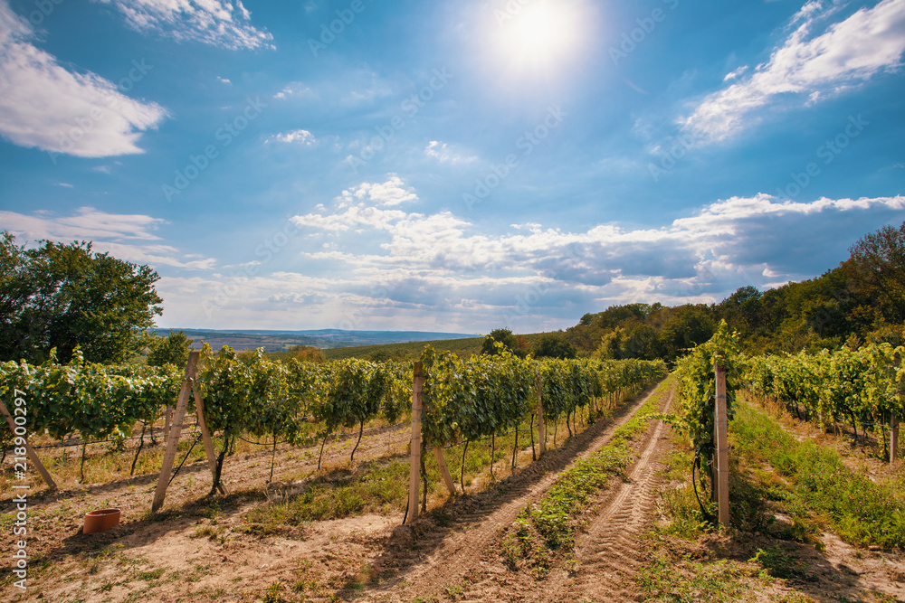 Palava Vineyards. South Moravia Czech Republic