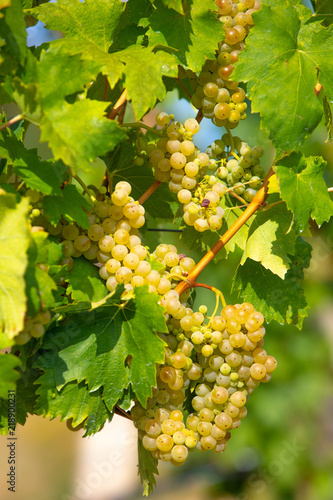 Wallpaper Mural grape wine on Palava Vineyards, Czech Republic Torontodigital.ca