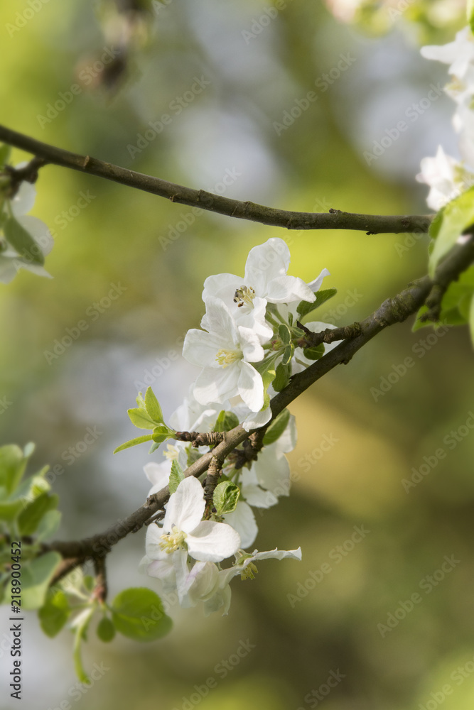 Obraz premium apple blossoms