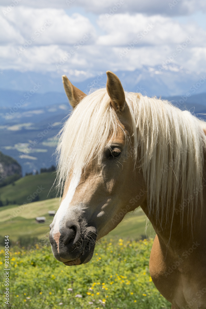 A horse portrait A horse portrait