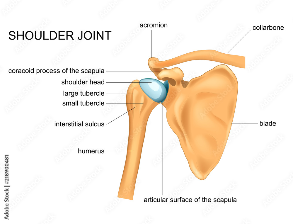 Anatomy Of The Shoulder Joint Stock Vector Adobe Stock