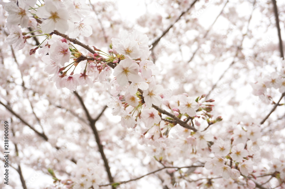 Naklejka premium 私の春は桜色