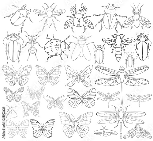 isolated, insect, beetles book coloring, set